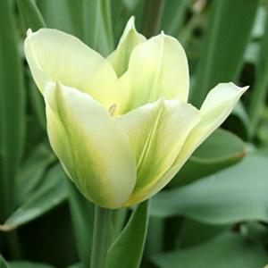 poem tulip