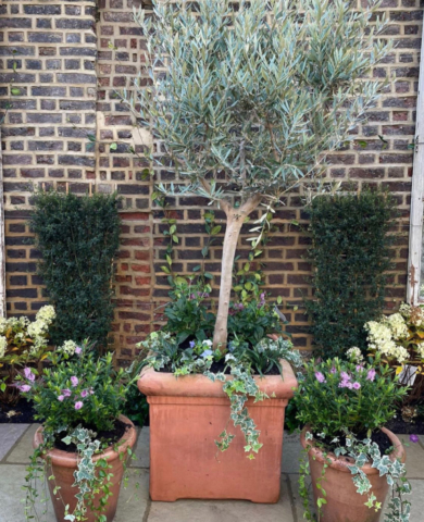 olive tree in terracotta pot against a wall